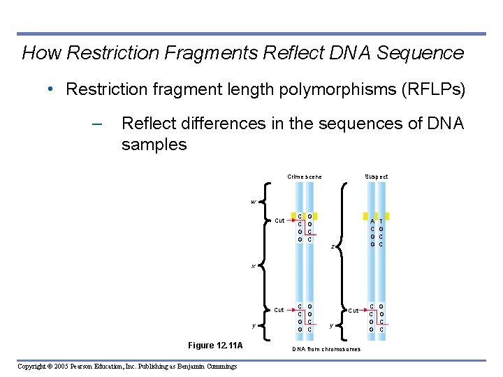 How Restriction Fragments Reflect DNA Sequence • Restriction fragment length polymorphisms (RFLPs) – Reflect