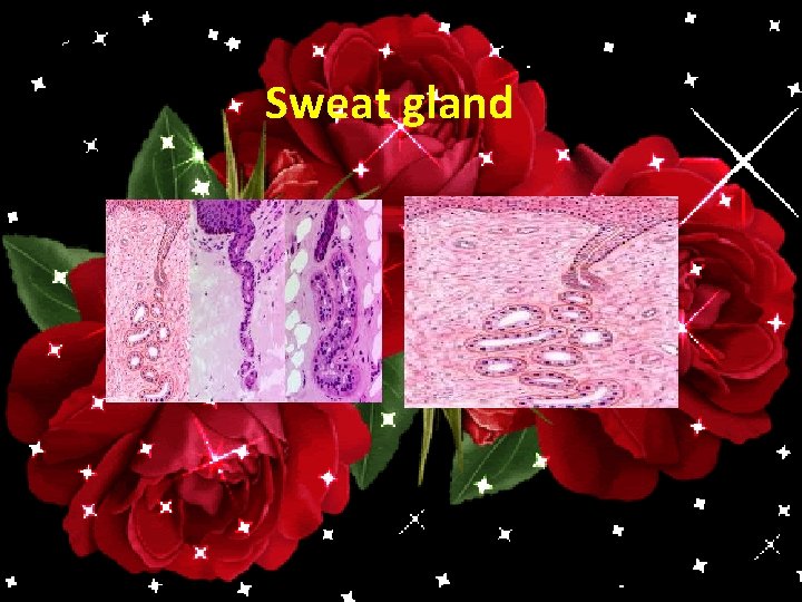 Sweat gland 
