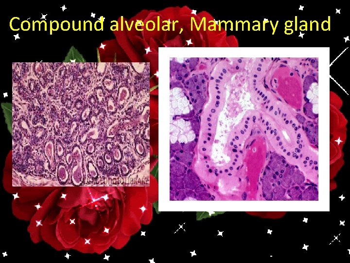 Compound alveolar, Mammary gland 