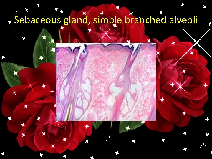 Sebaceous gland, simple branched alveoli 