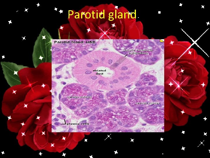 Parotid gland 