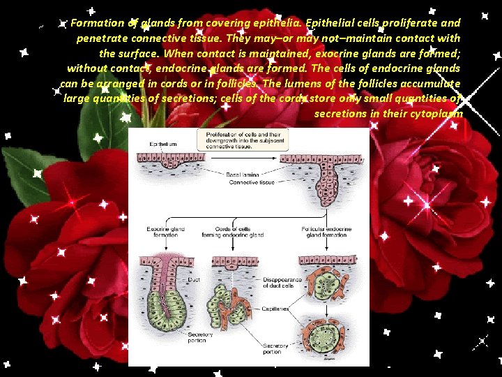 Formation of glands from covering epithelia. Epithelial cells proliferate and penetrate connective tissue. They