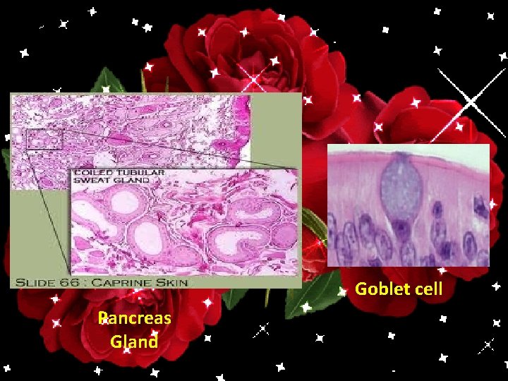 Goblet cell Pancreas Gland 