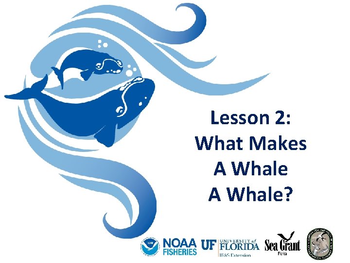 Lesson 2: What Makes A Whale? 