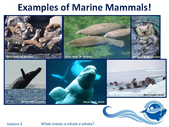 Examples of Marine Mammals! Photo credit: M. Mc. Guire Photo credit: NOAA Photo credit: