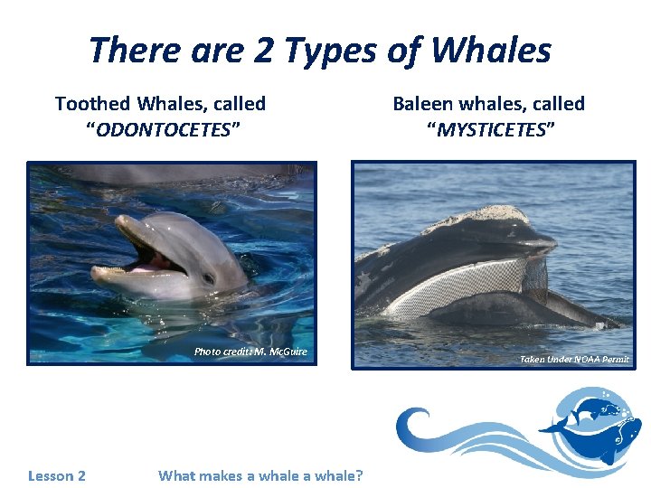 There are 2 Types of Whales Toothed Whales, called “ODONTOCETES” Photo credit: M. Mc.