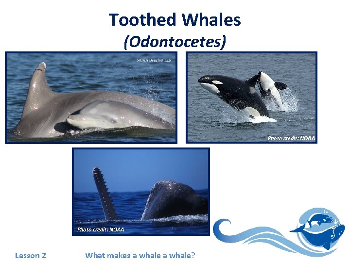 Toothed Whales (Odontocetes) Photo credit: NOAA Lesson 2 What makes a whale? 
