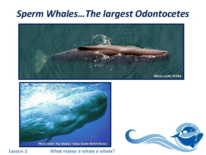 Sperm Whales…The largest Odontocetes Photo credit: NOAA Photo credit: Flip Nicklin/ Taken Under NOAA