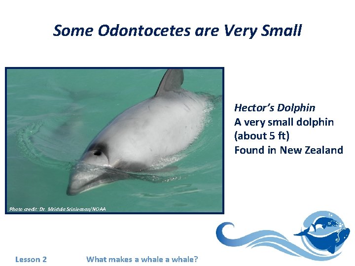 Some Odontocetes are Very Small Hector’s Dolphin A very small dolphin (about 5 ft)