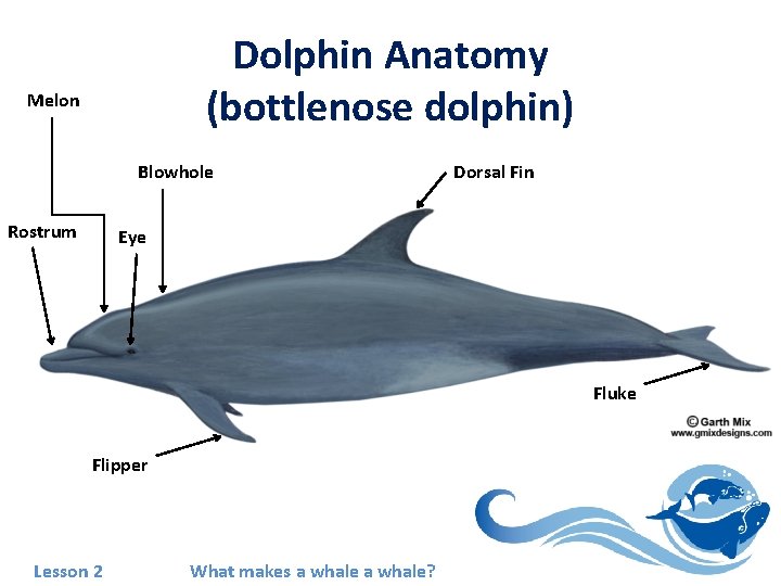 Dolphin Anatomy (bottlenose dolphin) Melon Blowhole Rostrum Dorsal Fin Eye Fluke Flipper Lesson 2