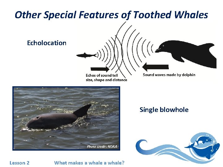 Other Special Features of Toothed Whales Echolocation Single blowhole Photo credit: NOAA Lesson 2