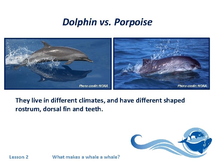 Dolphin vs. Porpoise Photo credit: NOAA They live in different climates, and have different