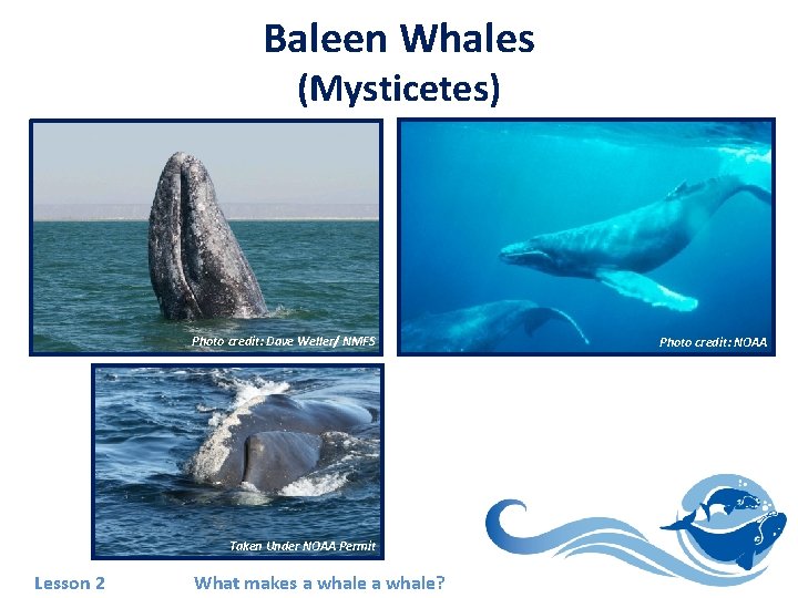 Baleen Whales (Mysticetes) Photo credit: Dave Weller/ NMFS Taken Under NOAA Permit Lesson 2