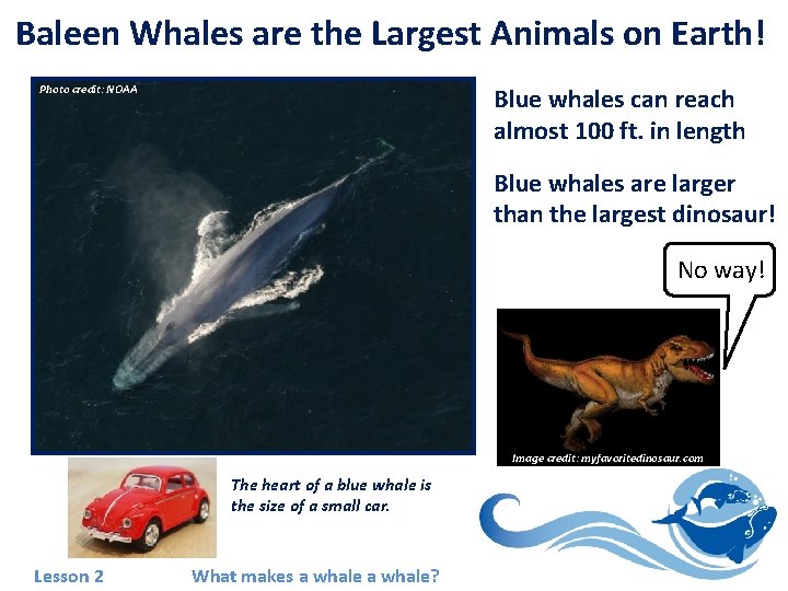 Baleen Whales are the Largest Animals on Earth! Photo credit: NOAA Blue whales can