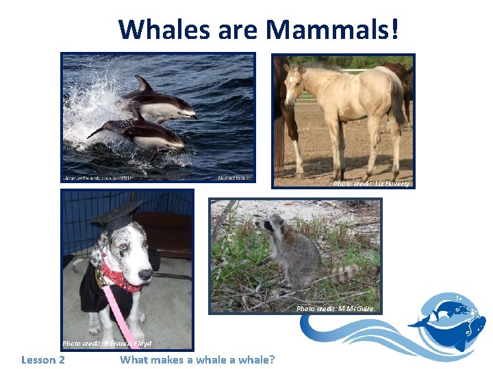 Whales are Mammals! Photo credit: M Mc. Guire Photo credit: Liz Haverty Photo credit: