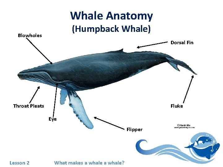 Whale Anatomy (Humpback Whale) Blowholes Dorsal Fin Throat Pleats Fluke Eye Flipper Lesson 2