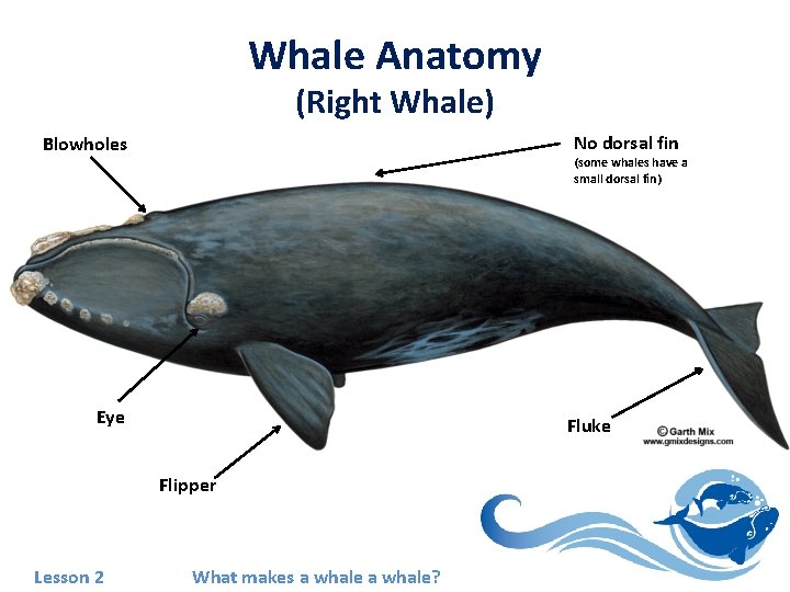 Whale Anatomy (Right Whale) No dorsal fin Blowholes (some whales have a small dorsal