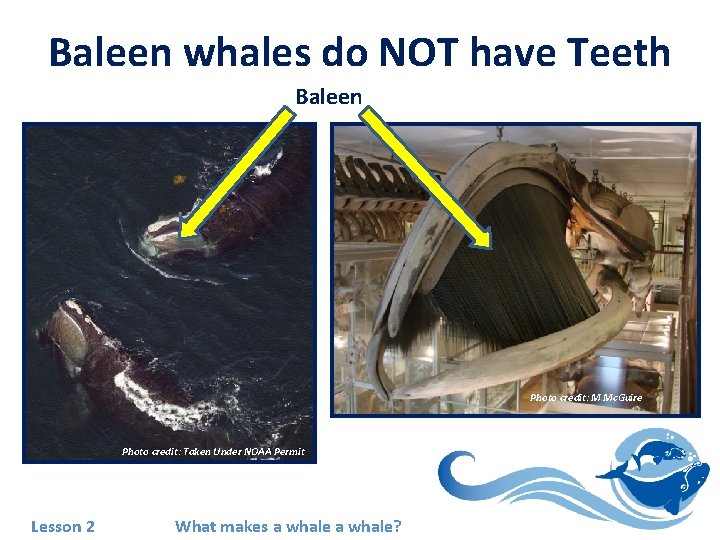 Baleen whales do NOT have Teeth Baleen Photo credit: M Mc. Guire Photo credit: