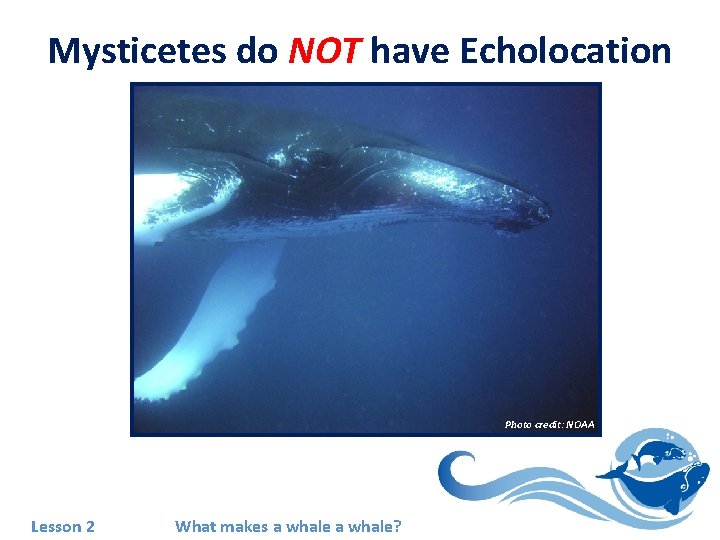 Mysticetes do NOT have Echolocation Photo credit: NOAA Lesson 2 What makes a whale?
