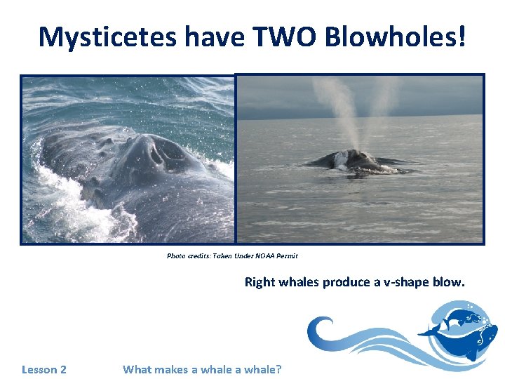 Mysticetes have TWO Blowholes! Photo credits: Taken Under NOAA Permit Right whales produce a