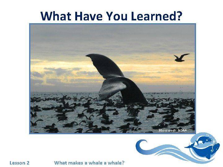 What Have You Learned? Photo credit: NOAA Lesson 2 What makes a whale? 