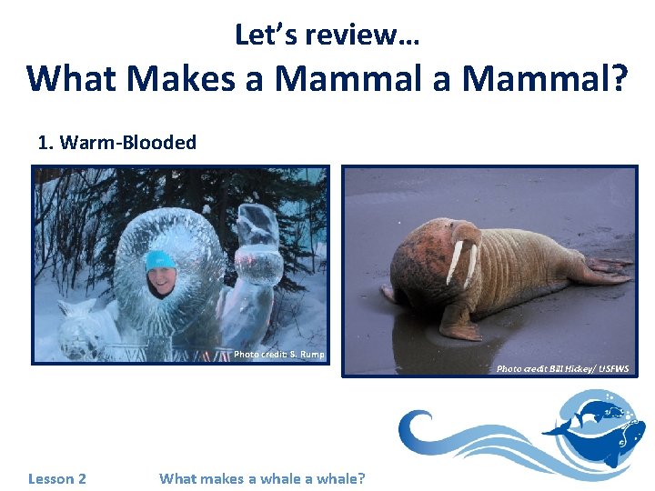 Let’s review… What Makes a Mammal? 1. Warm-Blooded Photo credit: S. Rump Photo credit