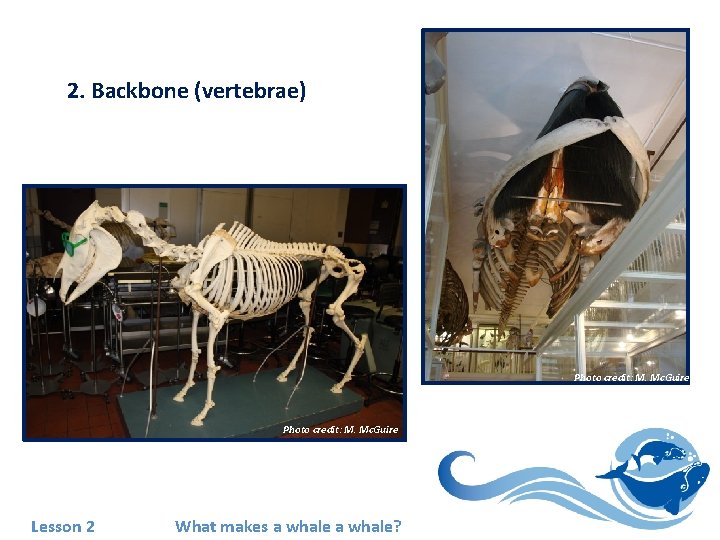 2. Backbone (vertebrae) Photo credit: M. Mc. Guire Lesson 2 What makes a whale?