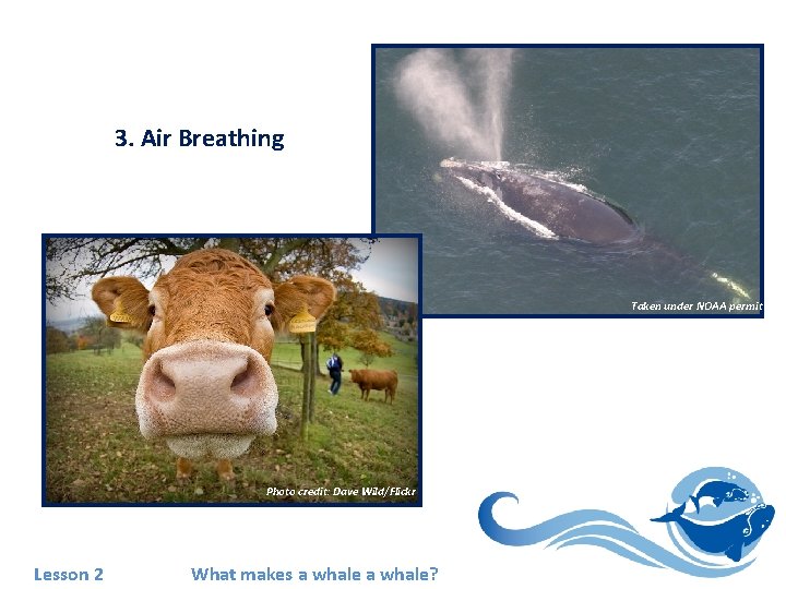3. Air Breathing Taken under NOAA permit Photo credit: Dave Wild/Flickr Lesson 2 What