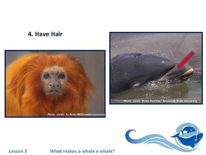 4. Have Hair Photo credit: Robin Perrtree/ Savannah State University Photo credit: Su Neko/Wikimedia
