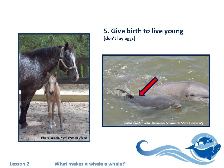 5. Give birth to live young (don’t lay eggs) Photo credit: Robin Perrtree/ Savannah
