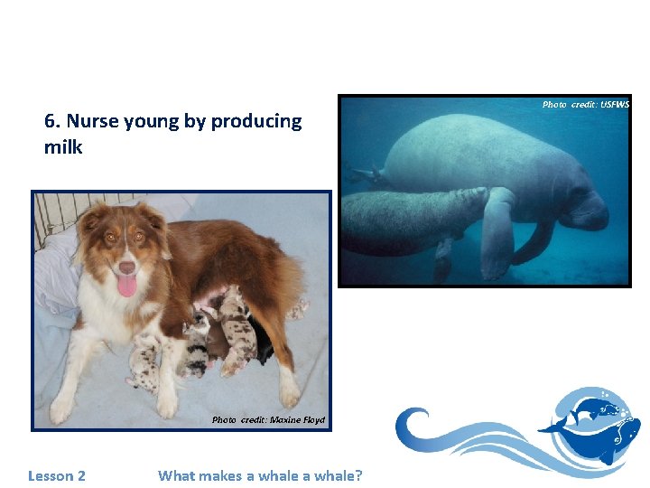 6. Nurse young by producing milk Photo credit: USFWS Photo credit: FWC Photo credit: