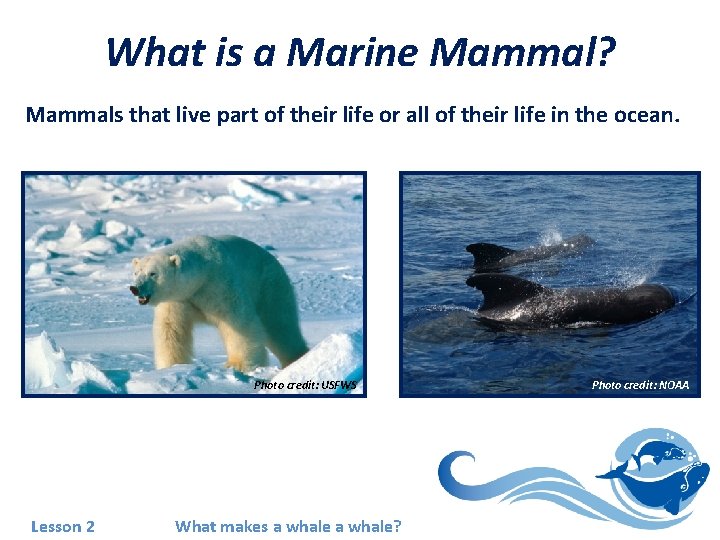 What is a Marine Mammal? Mammals that live part of their life or all