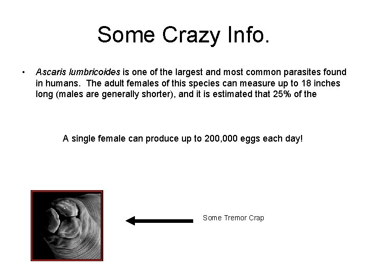 Some Crazy Info. • Ascaris lumbricoides is one of the largest and most common