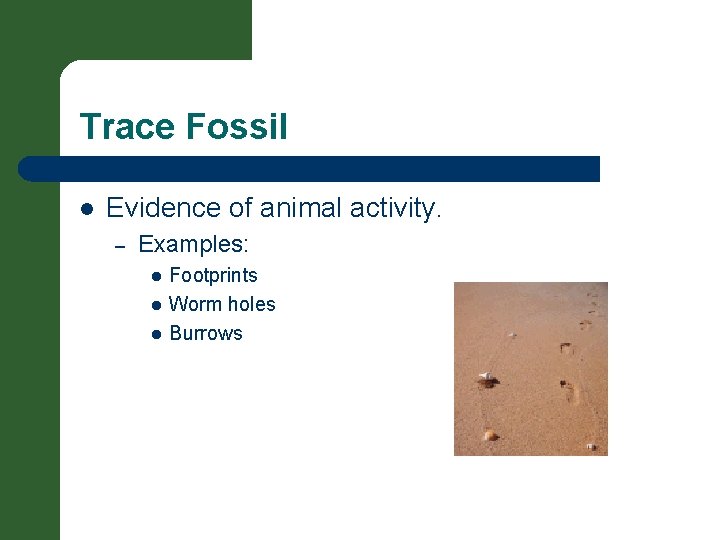 Trace Fossil l Evidence of animal activity. – Examples: l l l Footprints Worm