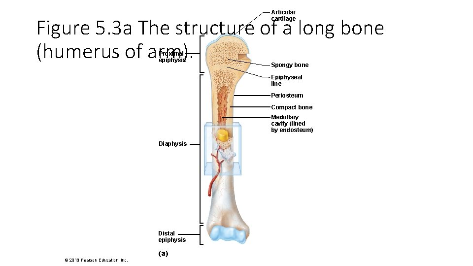 Articular cartilage Figure 5. 3 a The structure of a long bone (humerus of