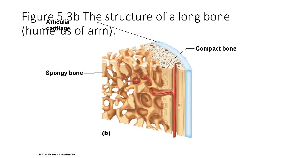 Figure 5. 3 b The structure of a long bone Articular cartilage (humerus of