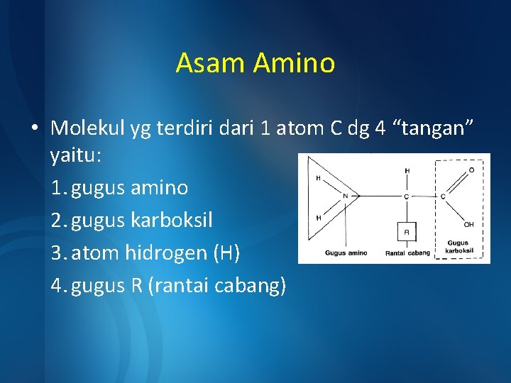 Asam Amino • Molekul yg terdiri dari 1 atom C dg 4 “tangan” yaitu: