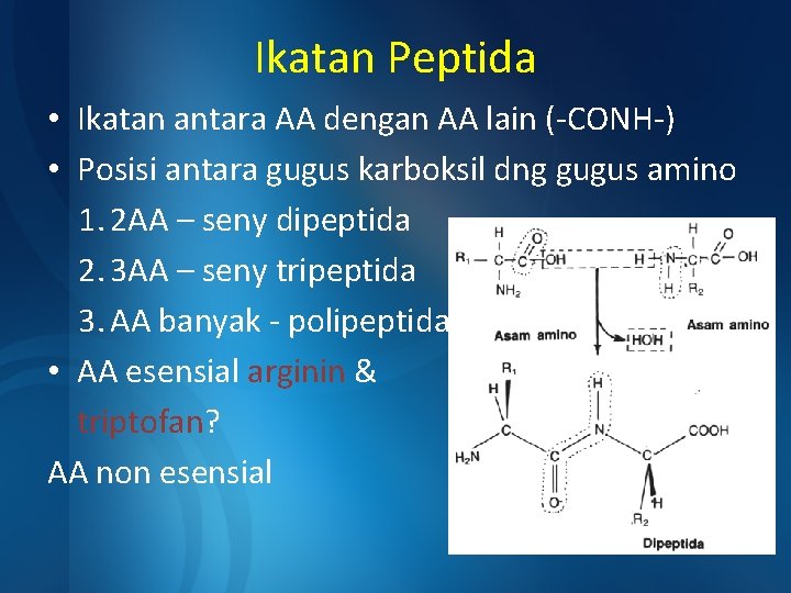 Ikatan Peptida • Ikatan antara AA dengan AA lain (-CONH-) • Posisi antara gugus