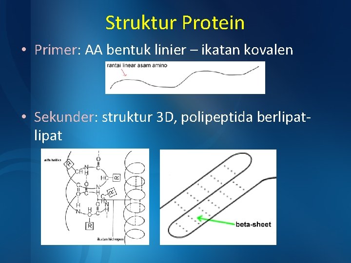 Struktur Protein • Primer: AA bentuk linier – ikatan kovalen • Sekunder: struktur 3