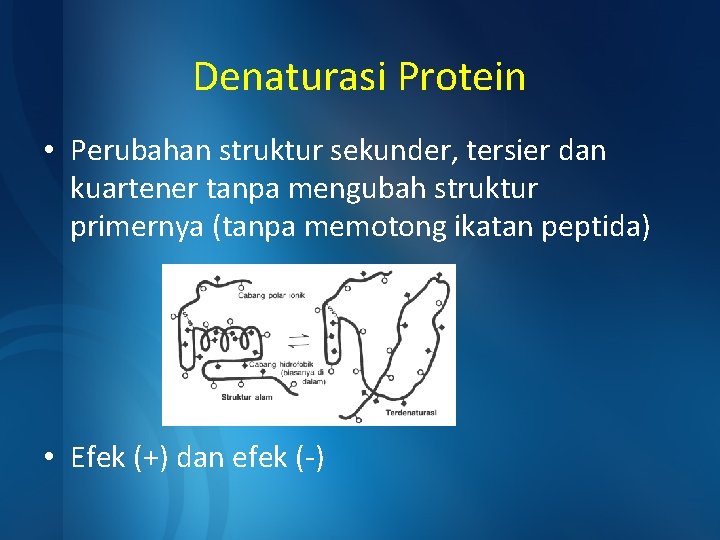 Denaturasi Protein • Perubahan struktur sekunder, tersier dan kuartener tanpa mengubah struktur primernya (tanpa