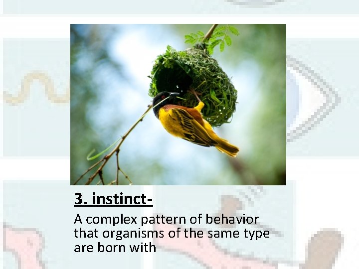 3. instinct. A complex pattern of behavior that organisms of the same type are
