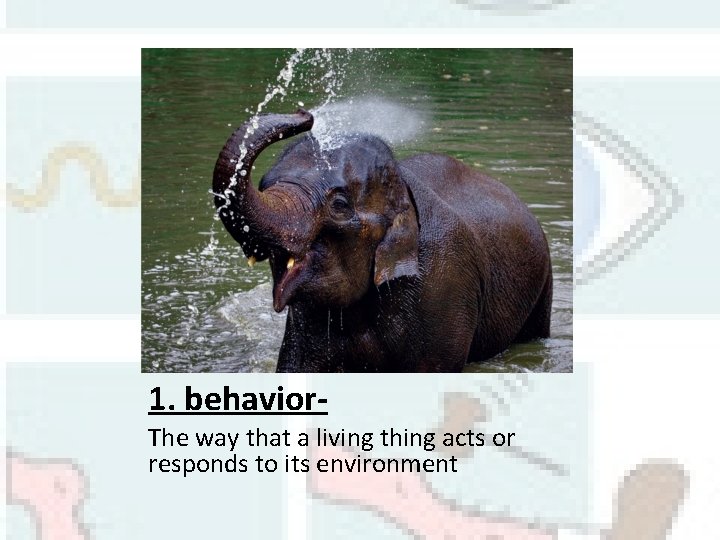 1. behavior. The way that a living thing acts or responds to its environment