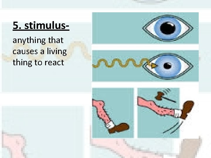 5. stimulusanything that causes a living thing to react 