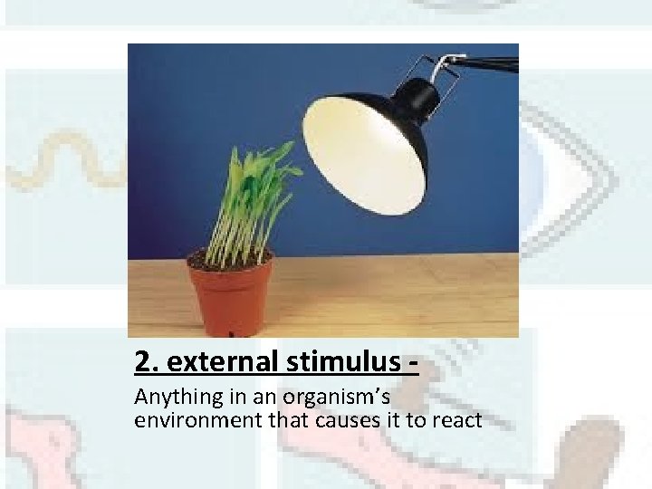 2. external stimulus Anything in an organism’s environment that causes it to react 