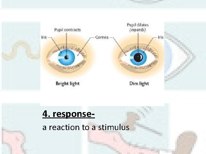 4. responsea reaction to a stimulus 