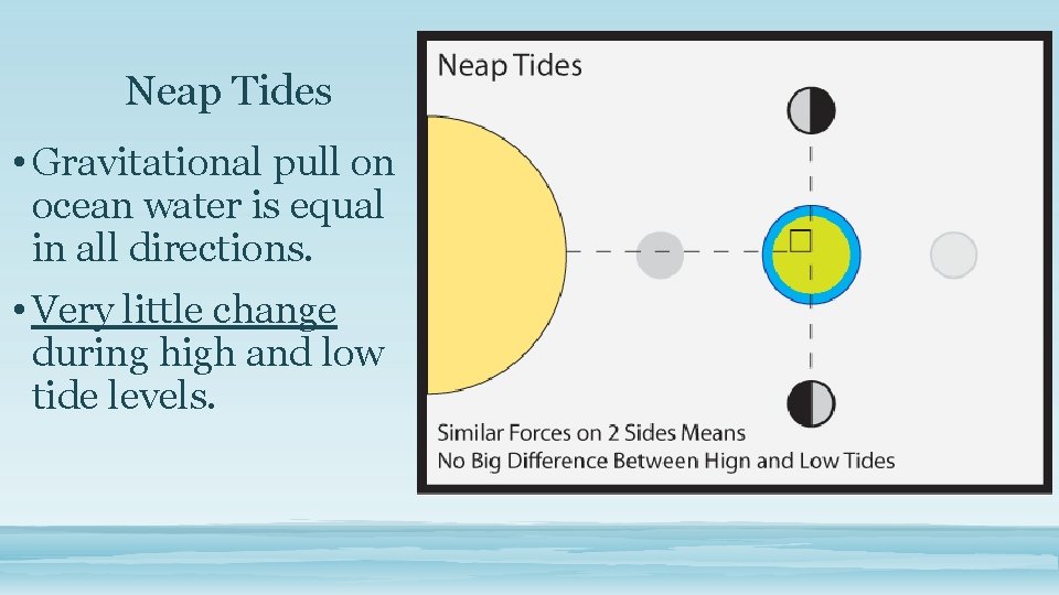 Neap Tides • Gravitational pull on ocean water is equal in all directions. •