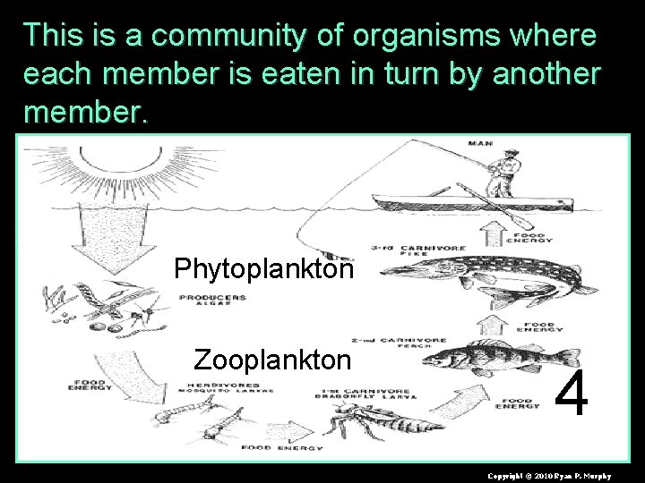This is a community of organisms where each member is eaten in turn by
