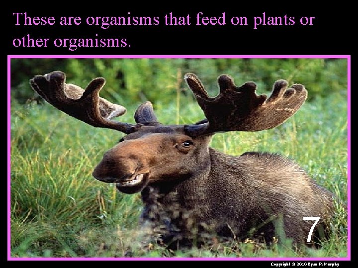 These are organisms that feed on plants or other organisms. 7 Copyright © 2010