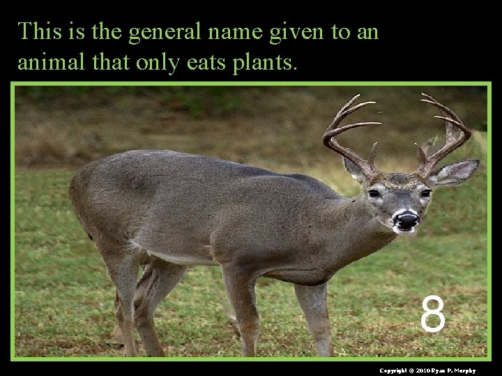 This is the general name given to an animal that only eats plants. 8
