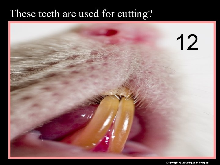 These teeth are used for cutting? 12 Copyright © 2010 Ryan P. Murphy 